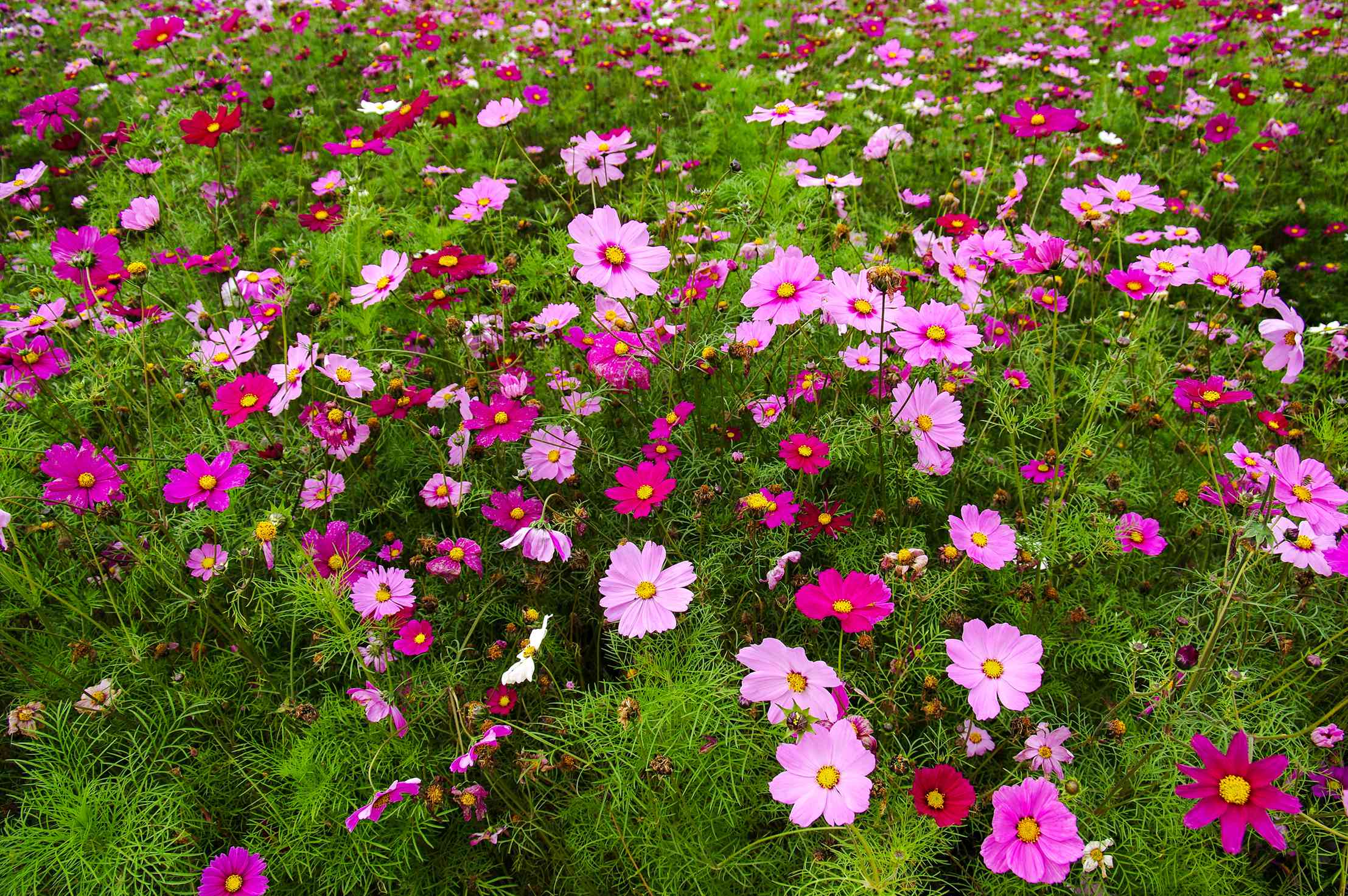 格桑花开(组图)_肇庆市封开县人民法院